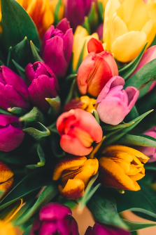 spring flowers, tulips